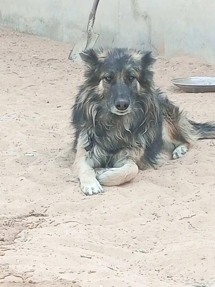 كلب جرمان للبيع اليف عمره تقريبا سنه ونص سليم من الامراض 2