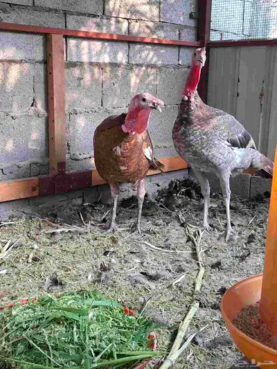 ديك رومي index