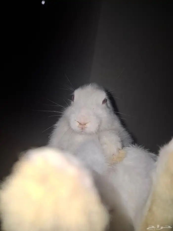 ارانب للبيع فيه 17 وحده الثنتين 30 ذكر و أنثى التواصل واتس 0