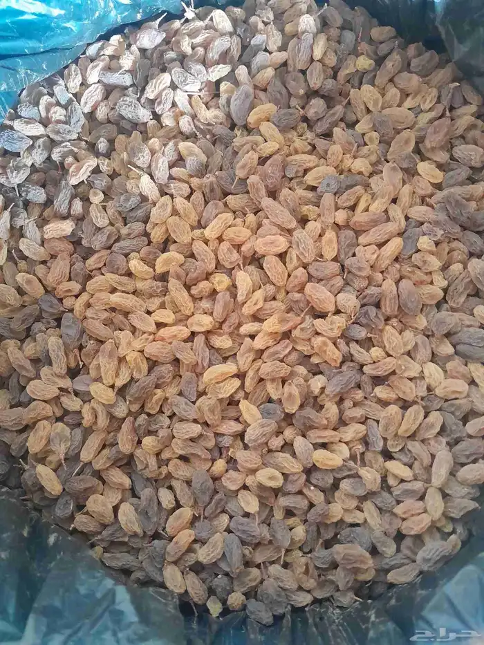 ذبيب عنب بناتى قصيمى 1