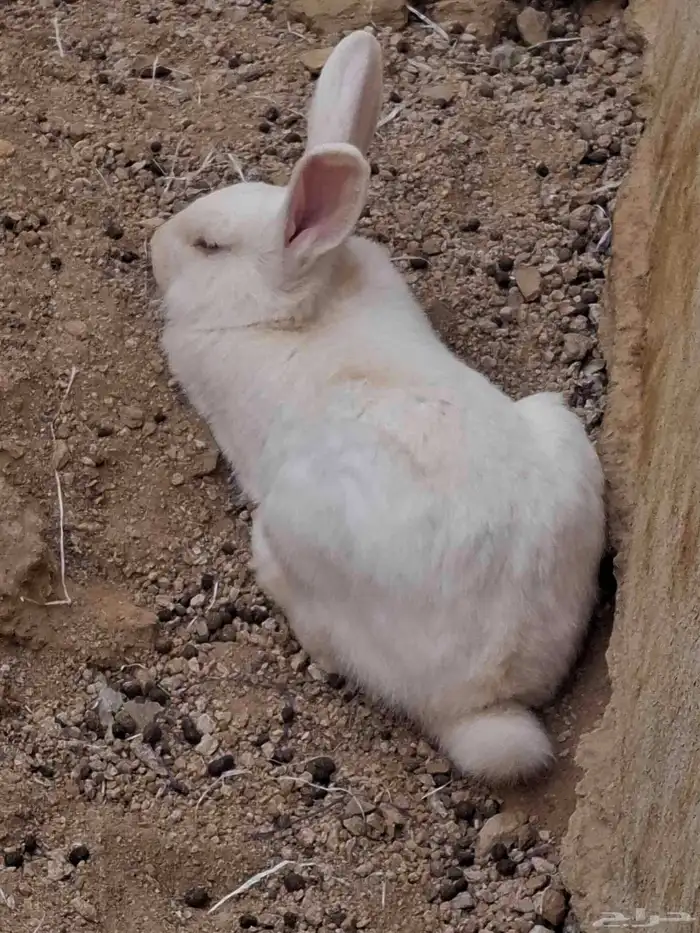 ارانب للبيع فيه 17 وحده الثنتين 30 ذكر و أنثى التواصل واتس 4