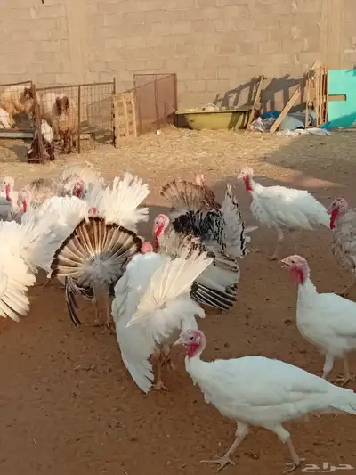 دجاج رومي index