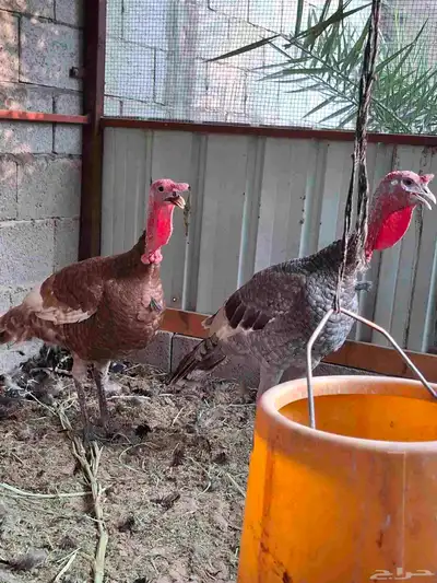 ديك رومي index