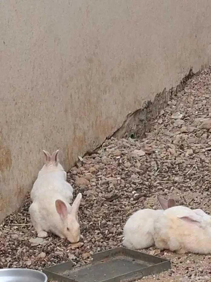 ارانب للبيع فيه 17 وحده الثنتين 30 ذكر و أنثى التواصل واتس 2