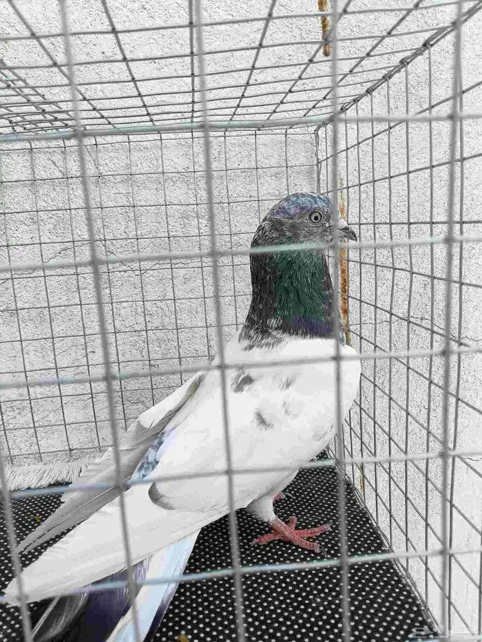 ذكر للبيع 10