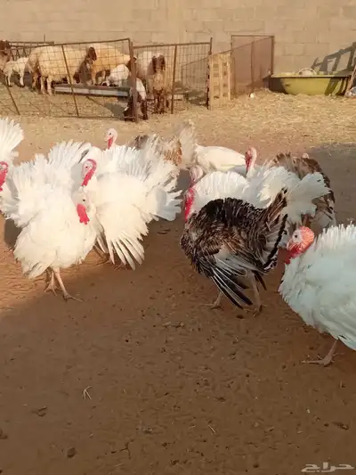 دجاج رومي index