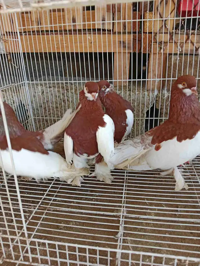 حمام فولكا 1