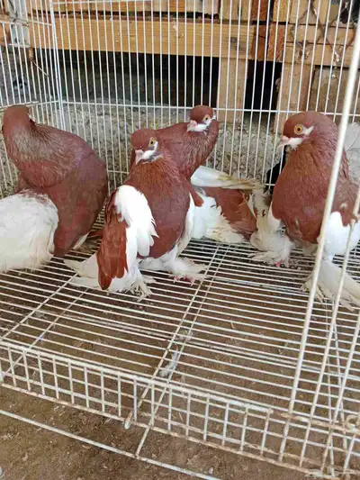 حمام فولكا index