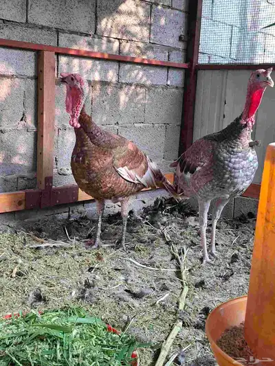 ديك رومي index