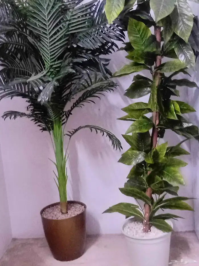 شجر زينه نظيف 2