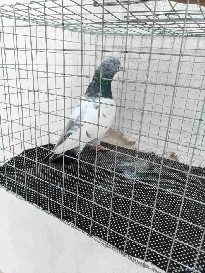 ذكر للبيع 11