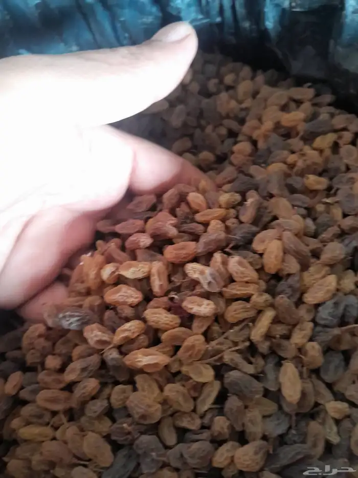 ذبيب عنب بناتى قصيمى 2