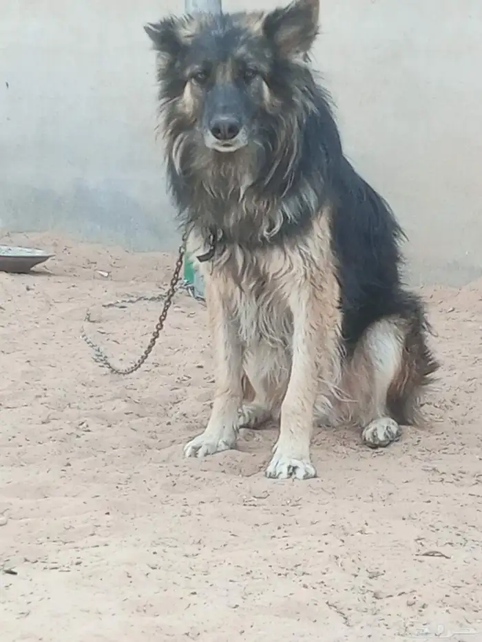 كلب جرمان للبيع اليف عمره تقريبا سنه ونص سليم من الامراض 0