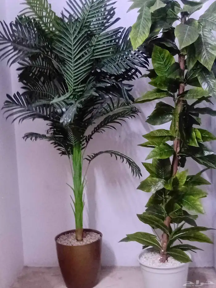 شجر زينه نظيف 0