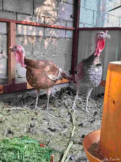 ديك رومي index