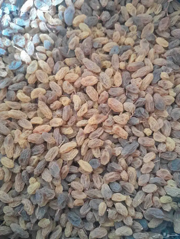 ذبيب عنب بناتى قصيمى 3