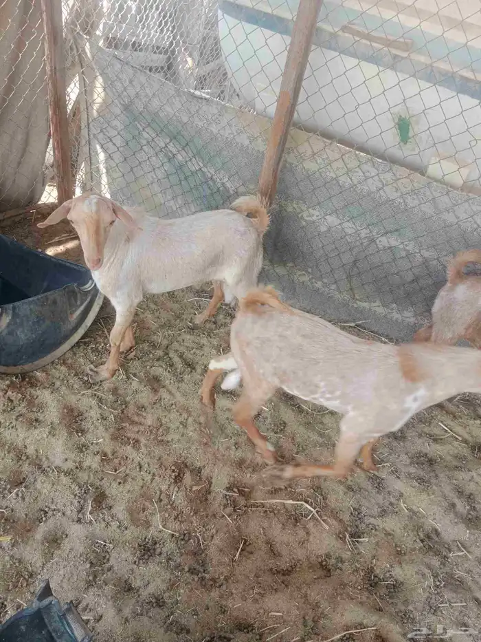 ما شاء الله تيوس جنوبيات طيبه للبيع 3