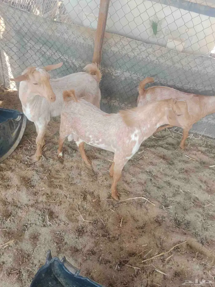 ما شاء الله تيوس جنوبيات طيبه للبيع 1