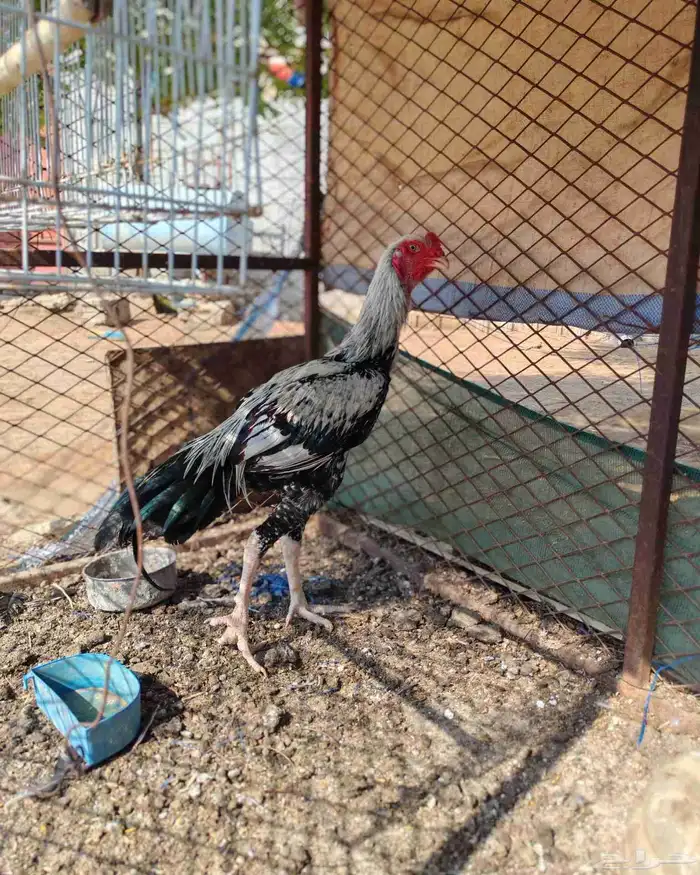 ديك شامو الماني 6