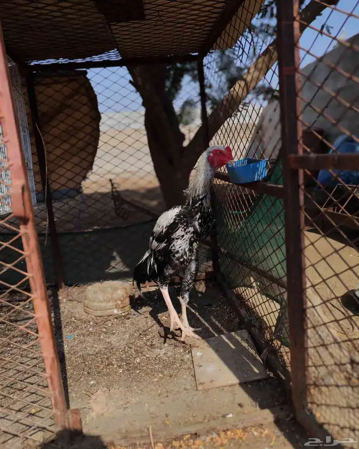 ديك شامو الماني 5