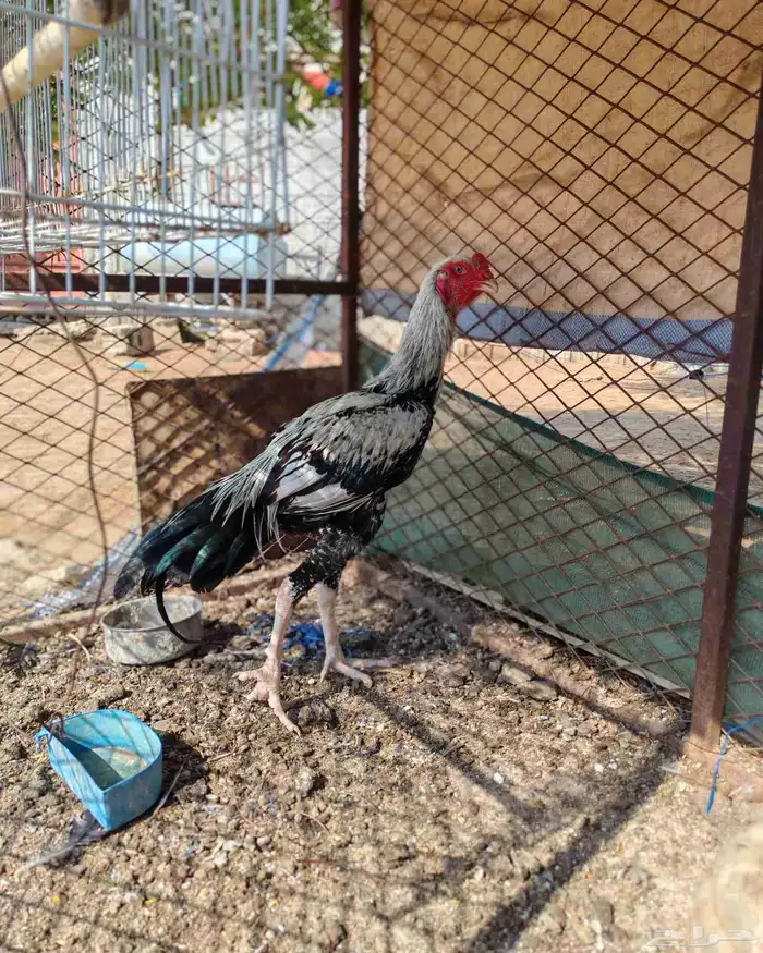 ديك شامو الماني 3