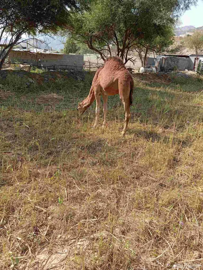 قعود وبكره للبيع 2