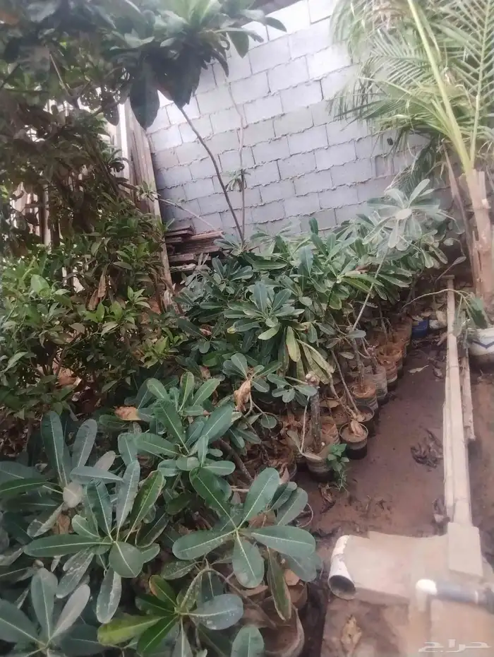 بيع ياسمين هندي جمله فقط عشرة 0