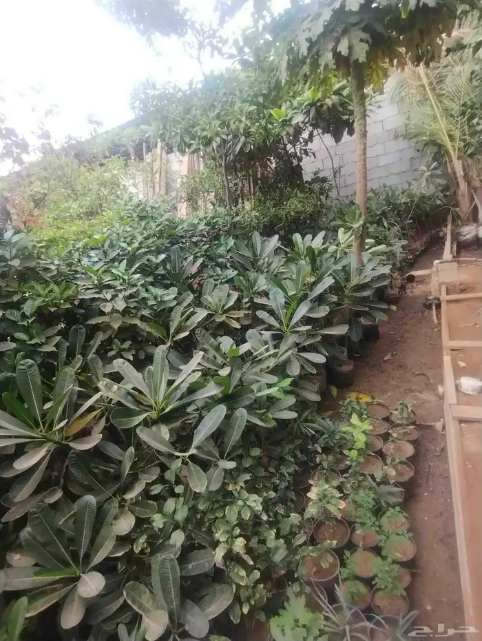 بيع ياسمين هندي جمله فقط عشرة 1