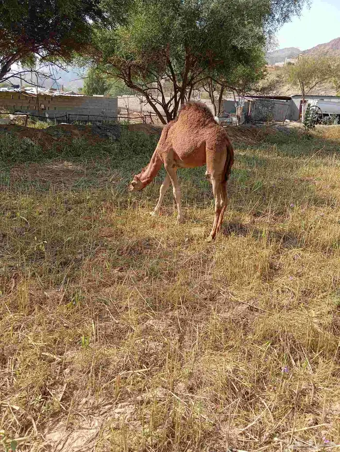 قعود وبكره للبيع 3