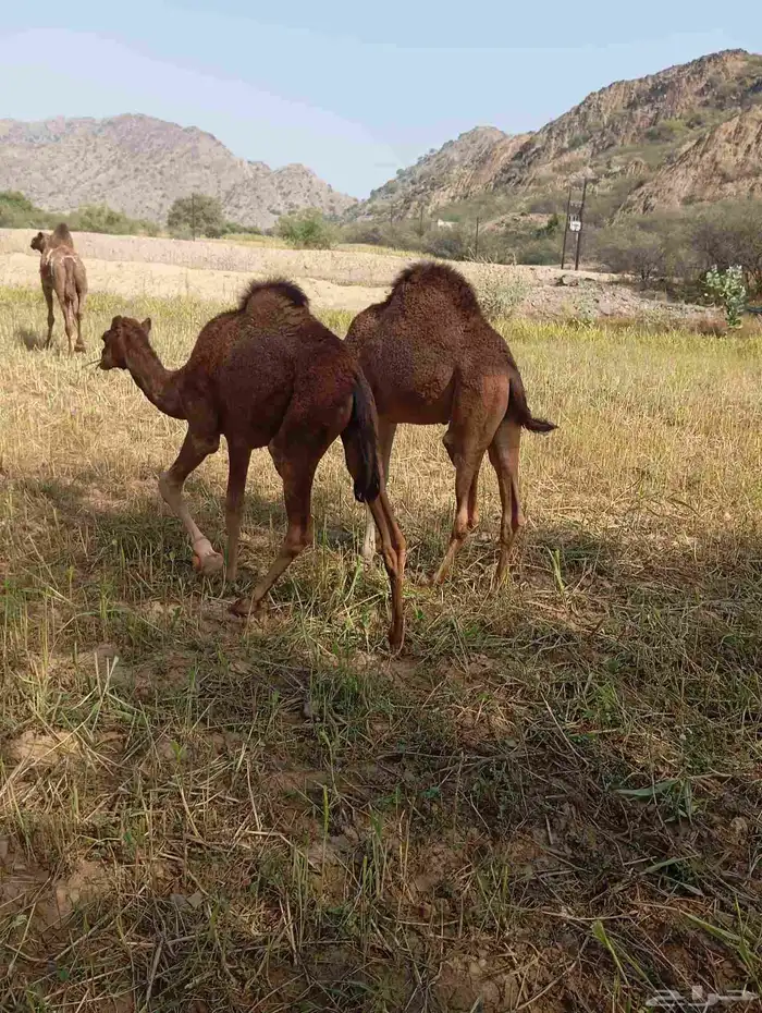 قعود وبكره للبيع 5