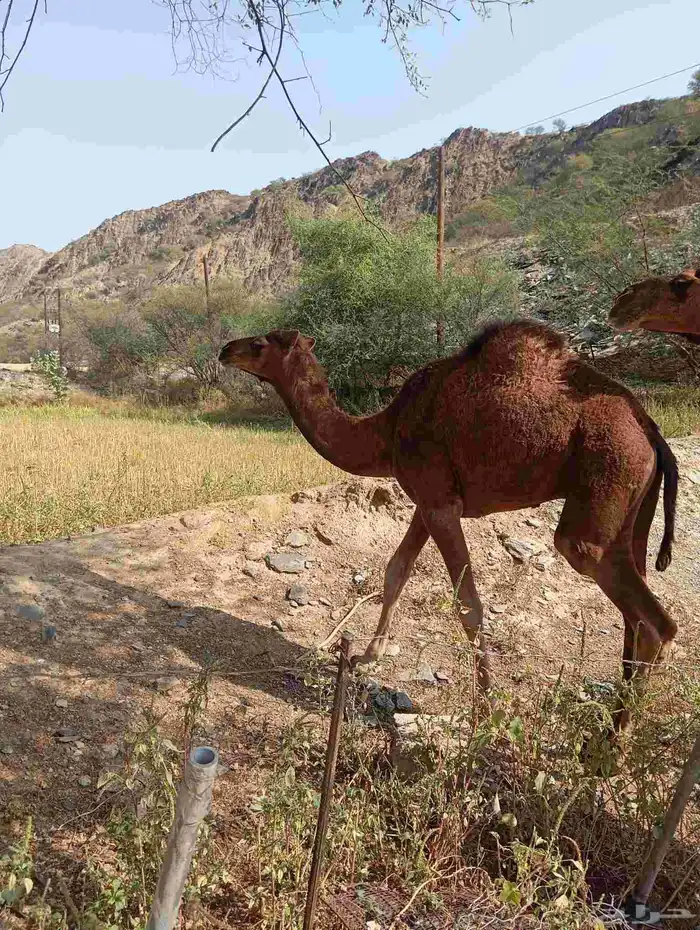 قعود وبكره للبيع 6