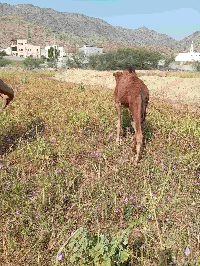 قعود وبكره للبيع 0