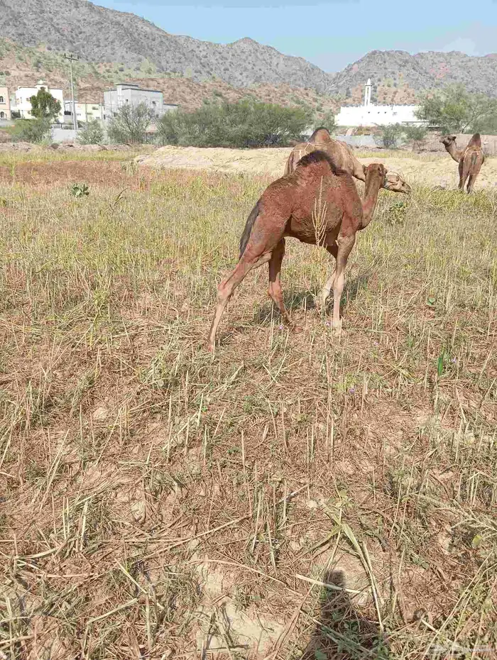 قعود وبكره للبيع 4