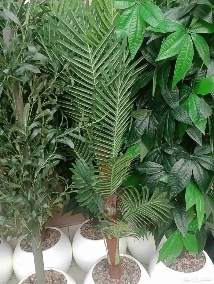 مقاول تنسيق حدائق منازليه وخارجيه 1