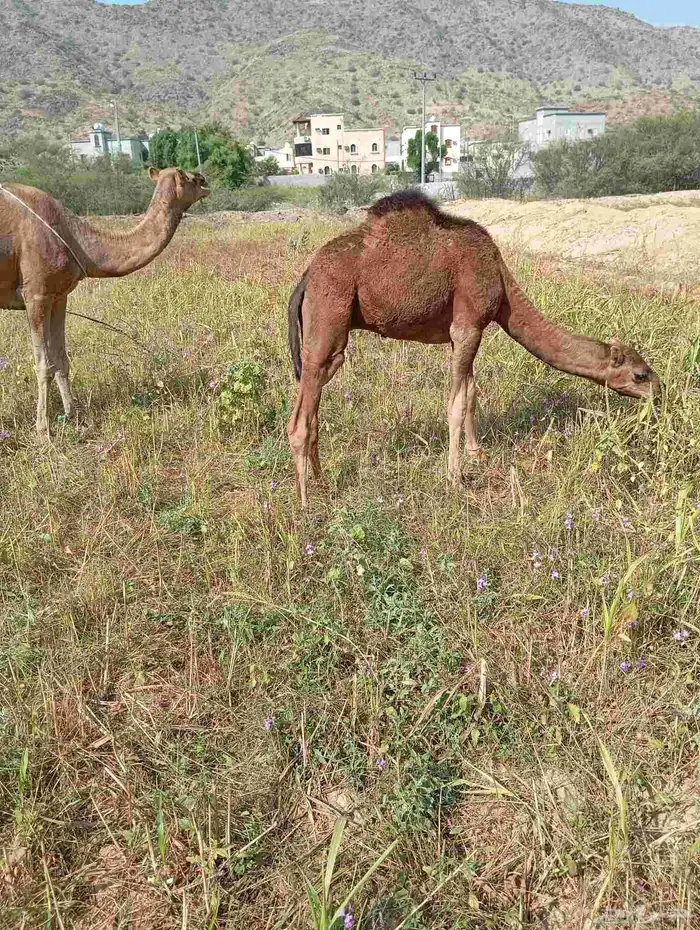 قعود وبكره للبيع 1