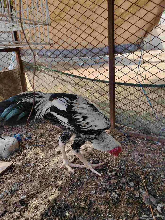 ديك شامو الماني 7