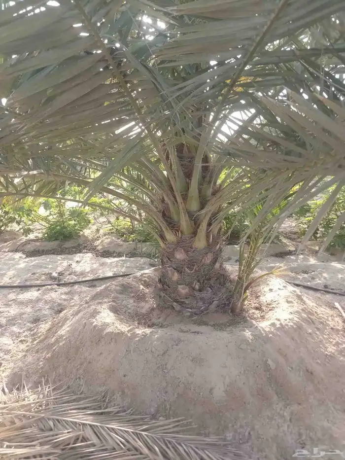 زراعه نخيل وتنسيق الحدائق الزراعة 1