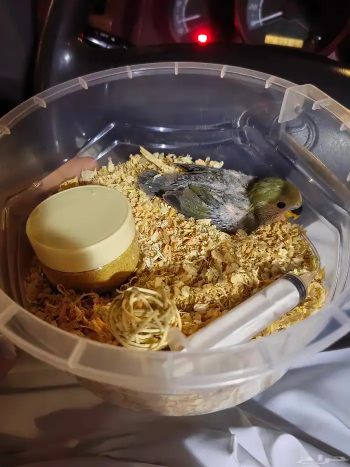 فروخ روز للبيع شرط 4