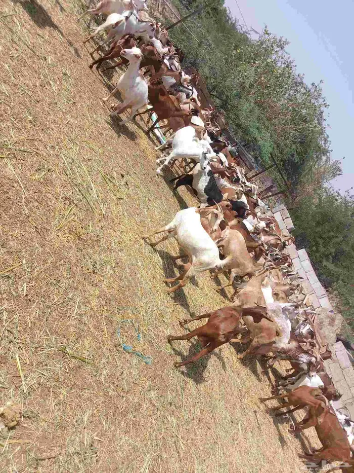 ضان رفيدي قرايب الا شرط العدد ميه..غنم دهم بلدي قرايب وماتج 2