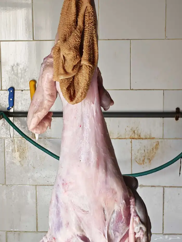 طليان حريه من الديره بلدي شرط الشرط 3