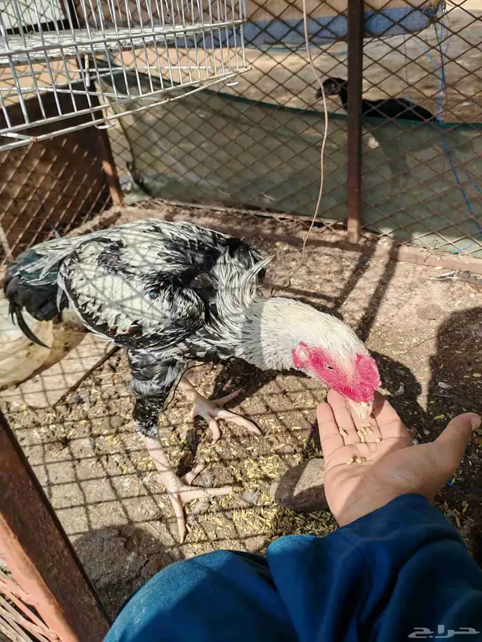 ديك شامو الماني 9