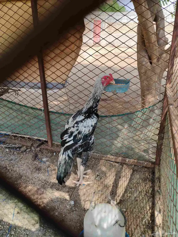 ديك شامو الماني 1