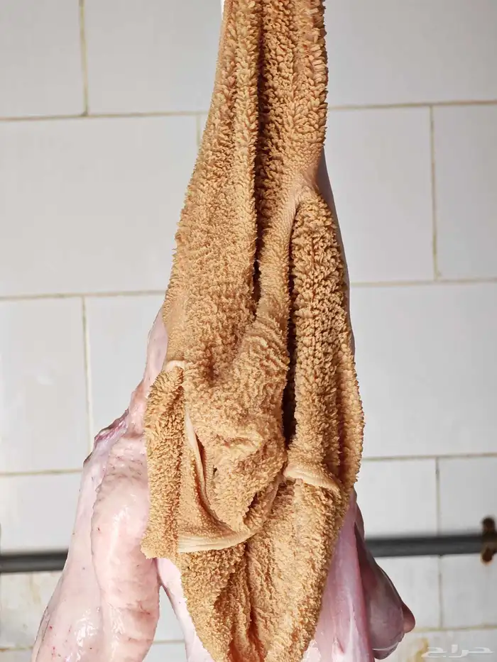 طليان حريه من الديره بلدي شرط الشرط 2