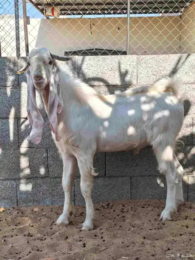 تيوس هولنديه اللي يبي الزين index