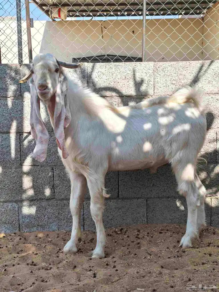 تيوس هولنديه اللي يبي الزين 0