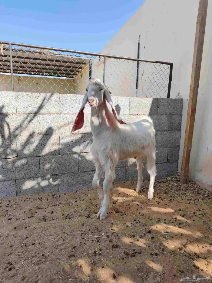 تيوس هولنديه اللي يبي الزين 5