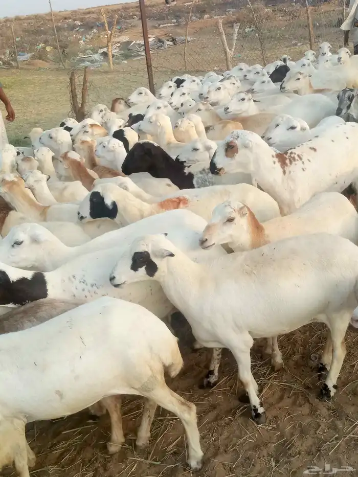 ضان رفيدي قرايب الا شرط العدد ميه..غنم دهم بلدي قرايب وماتج 1