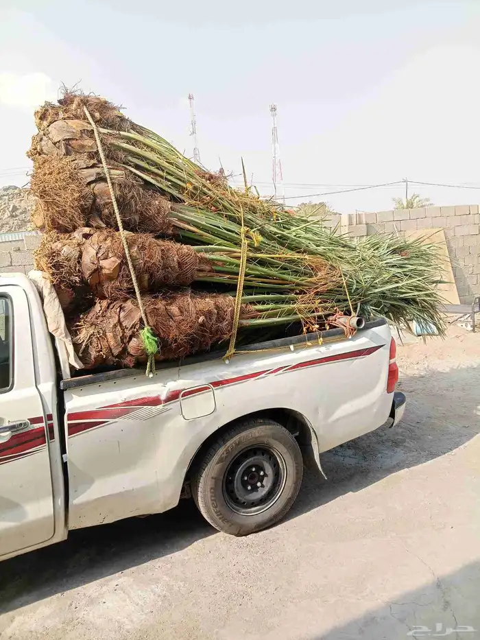 يوجد لدينا نخيل للبيع بجميع انواعها وأشكالها فسائل وجثايث 4