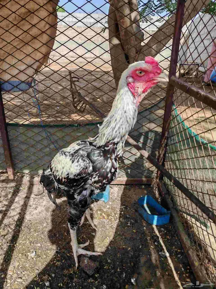 ديك شامو الماني 8