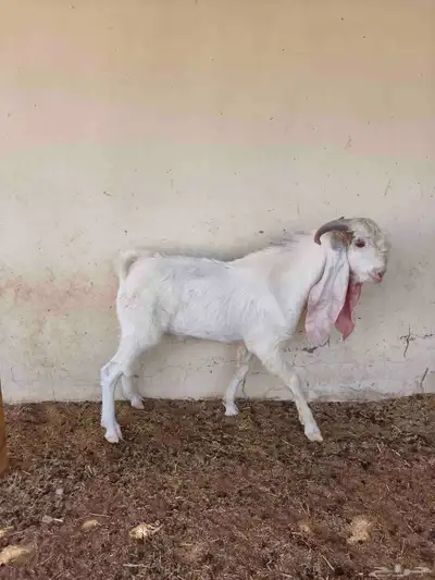 تيوس هولنديه اللي يبي الزين index